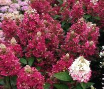 Гортензия метельчатая Мэджикал Везувий (Hydrangea paniculata 'Magical Vesuvio')