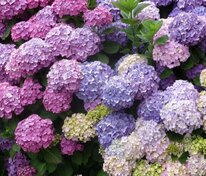 Гортензия метельчатая (Hydrangea paniculata)