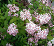 Дейция гибридная Монт Роуз (Deutzia x hybrida 'Mont Rose')