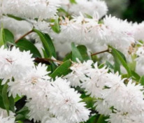 Дейция шершавая (Deutzia scabra)