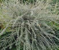 Ива ползучая Аргентеа (Salix repens 'Argentea')