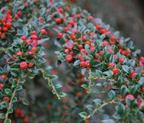 Кизильник горизонтальный Урсунов (Cotoneaster horizontalis 'Ursynow')