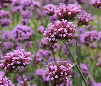 Вербена буэнос-айресская (Verbena bonariensis)