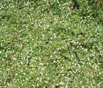 Кизильник Даммера Майор (Cotoneaster dammeri 'Major')