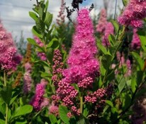 Спирея Дугласа (Spiraea douglasii)