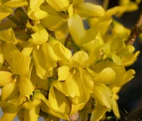 Форзиция средняя (Forsythia x intermedia)
