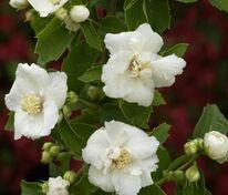 Чубушник венечный Сноу Гус (Philadelphus coronarius 'Snow Goose')