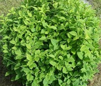 Чубушник венечный Гном (Philadelphus coronarius 'Gnom')