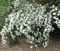 Чубушник гибридный (Philadelphus x hybridus)