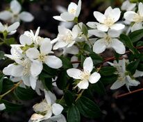 Чубушник Лемуана Аваланш (Philadelphus x lemoinei 'Avalanche')