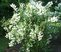 Чубушник Лемуана Эректус (Philadelphus x lemoinei 'Erectus')