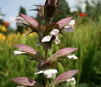 Акант колючий (Acanthus spinosus)
