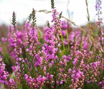 Вереск (Calluna)