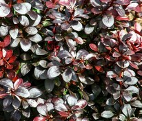 Барбарис Тунберга Дартс Пёрпл (Berberis thunbergii 'Dart's Purple')
