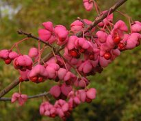 Бересклет Маака (Euonymus maackii)