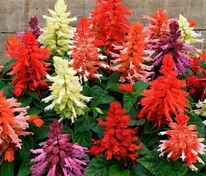 Сальвия блестящая низкорослая Редди Формула Микс (Salvia splendens 'Reddy Formula Mix')