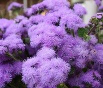 Агератум (Ageratum)