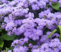 Агератум Кона Блю (Ageratum 'Kona Blue')
