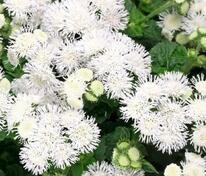 Агератум Кона Вайт (Ageratum 'Kona White')