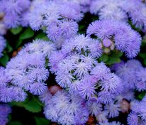 Агератум Хоустона "Aloha Blue" (Алоха Блю)