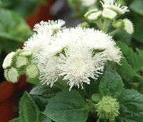 Агератум Хоустона Алоха Уайт (Ageratum houstonianum 'Aloha White')