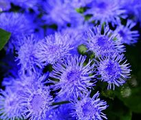 Агератум Хоустона Блю Планет (Ageratum houstonianum 'Blue Planet')