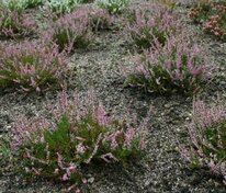 Вереск обыкновенный (Calluna vulgaris)