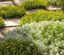 Алиссум кустовой (Alyssum)