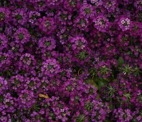 Алиссум морской Исте Боннет Вайолет (Lobularia maritima 'Easter Bonnet Violet')