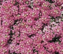 Алиссум морской Исте Боннет Дип Пинк (Lobularia maritima 'Easter Bonnet Deep Pink')