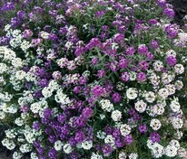 Алиссум морской Исте Боннет Микс (Lobularia maritima 'Easter Bonnet Mix')