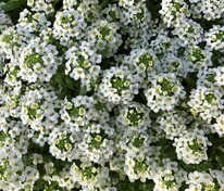Алиссум морской Исте Боннет Уайт (Lobularia maritima 'Easter Bonnet White')