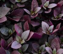 Альтернантера бразильская Пёпл Принц (Alternanthera brasiliensis 'Purple Prince')