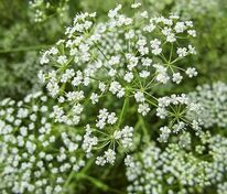 Анис овощной Блюз (Pimpinella anisum 'Bluz')