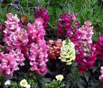 Антирринум (Antirrhinum) (львиный зев)