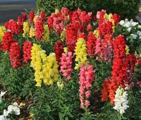 Антирринум большой (Antirrhinum majus) (львиный зев)