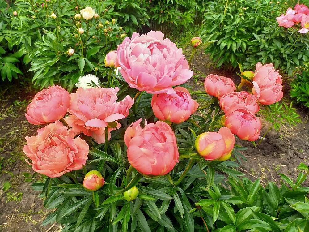 Пион гибридный Корал Чарм (Paeonia x hybrida 'Coral Charm')