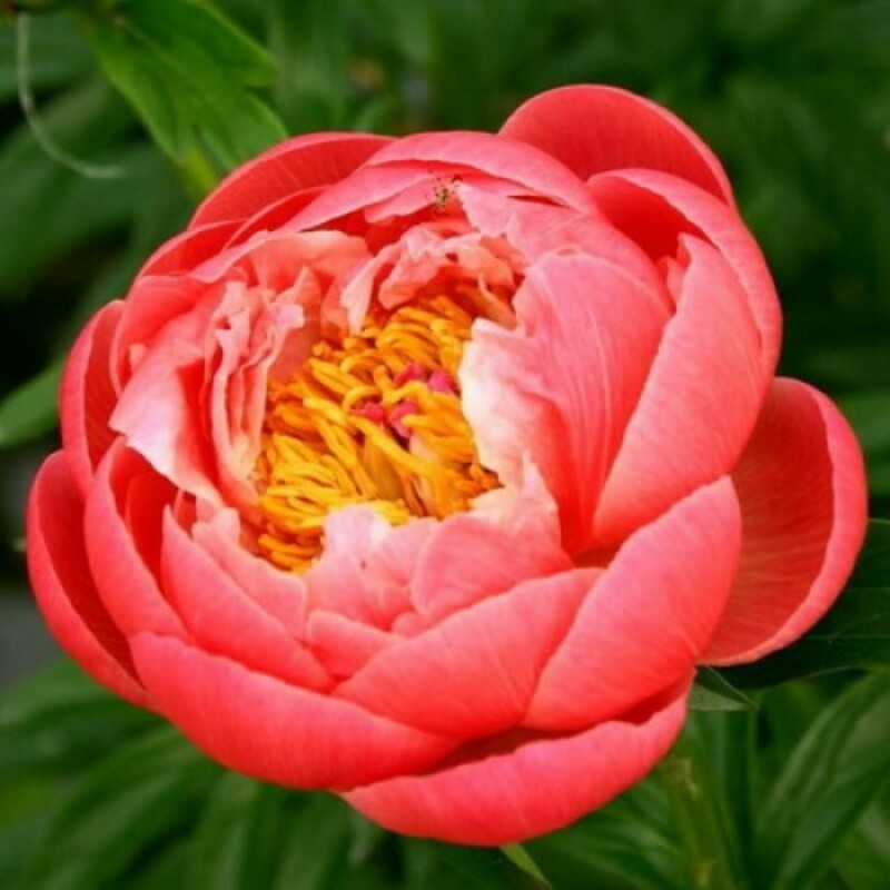 Пион гибридный Корал Чарм (Paeonia x hybrida 'Coral Charm')