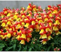 Антирринум компактный Флорал Шауэрс Априкот Биколор (Antirrhinum majus 'Floral Showers Apricot Bicolour')