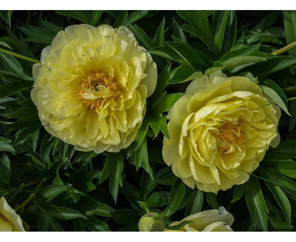 Пион ИТО Бартзелла (Paeonia Itoh 'Bartzella')
