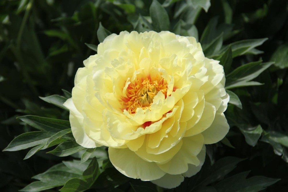Пион ИТО Бартзелла (Paeonia Itoh 'Bartzella')