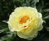 Пион ИТО Бартзелла (Paeonia Itoh 'Bartzella')