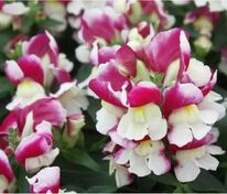 Антирринум компактный Флорал Шауэрс Вайн Биколор (Antirrhinum majus 'Floral Showers Wine Bicolour')