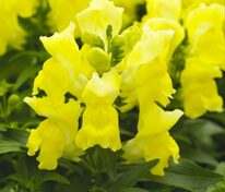 Антирринум компактный "Floral Showers Yellow" (Флорал Шауэрс Йеллоу)