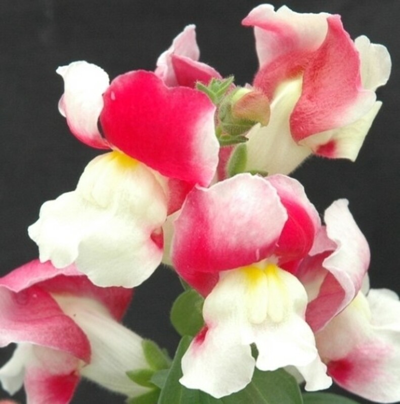Антирринум компактный "Floral Showers Coral Bicolor" (Флорал Шауэрс Корал Биколор)