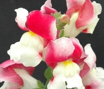 Антирринум компактный Флорал Шауэрс Корал Биколор (Antirrhinum majus 'Floral Showers Coral Bicolor')
