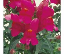 Антирринум компактный Флорал Шауэрс Лилак (Antirrhinum majus 'Floral Showers Lilac')