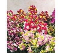 Антирринум компактный Флорал Шауэрс Микс (Antirrhinum majus 'Floral Showers Mix')