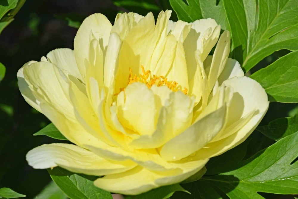 Пион Ито-гибрид Смит Фемели Йеллоу (Paeonia 'Smith Family Yellow')