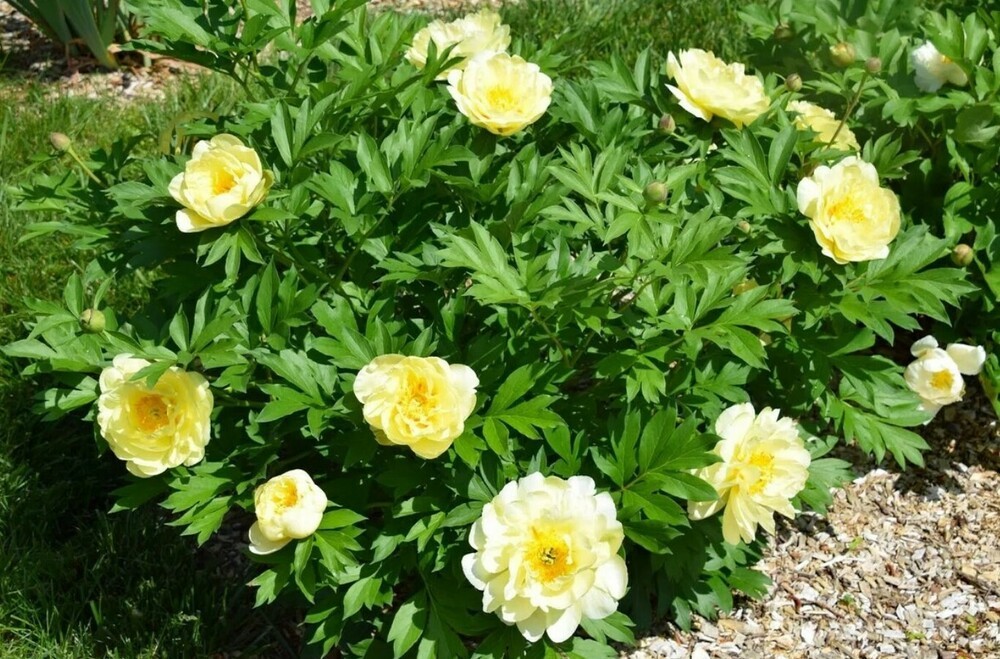 Пион Ито-гибрид Смит Фемели Йеллоу (Paeonia 'Smith Family Yellow')